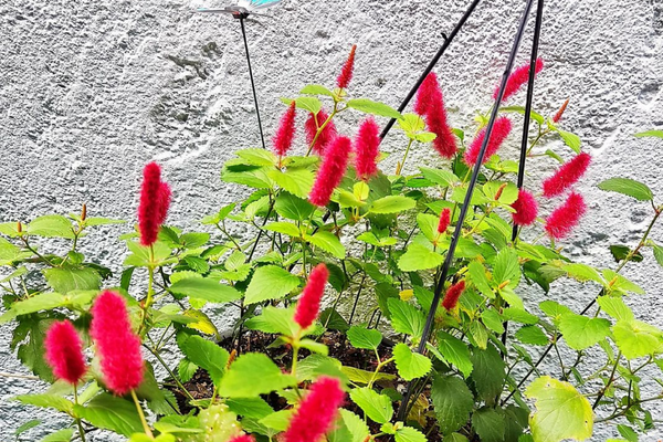 planta rabo de gato